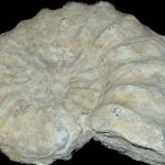 Ammonite