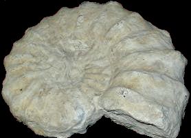 Ammonite